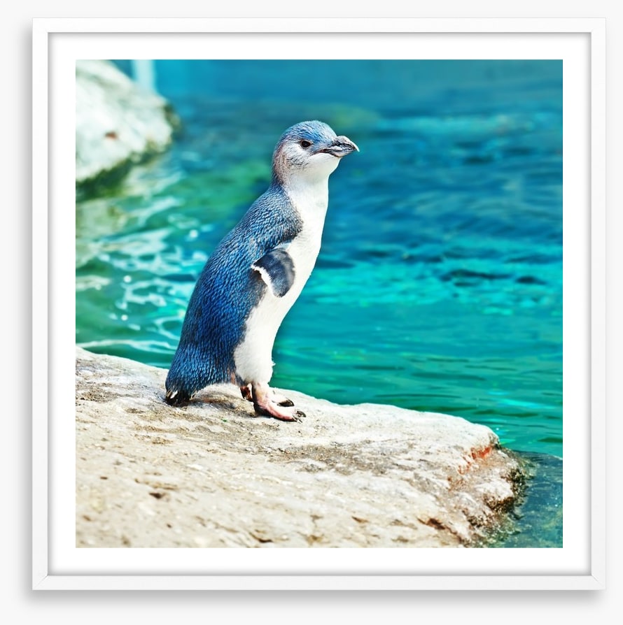 Little penguin blue