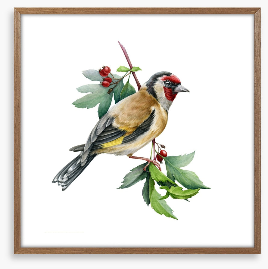Birds