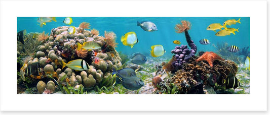 Caribbean coral panorama