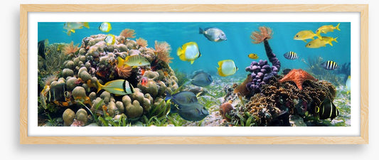 Caribbean coral panorama