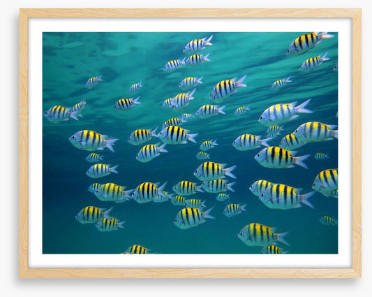 Sergeant major school