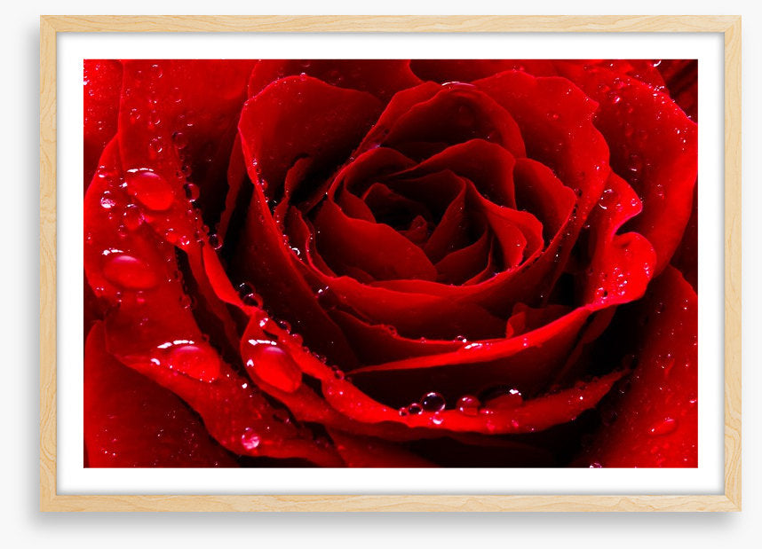 The red rose