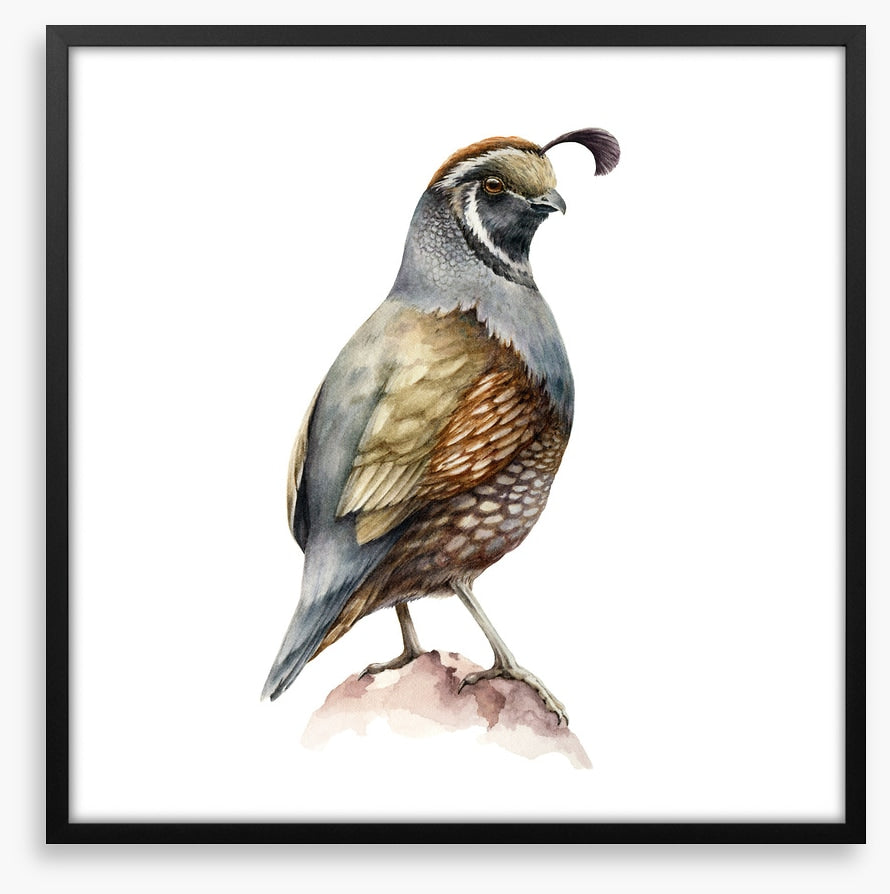 Birds