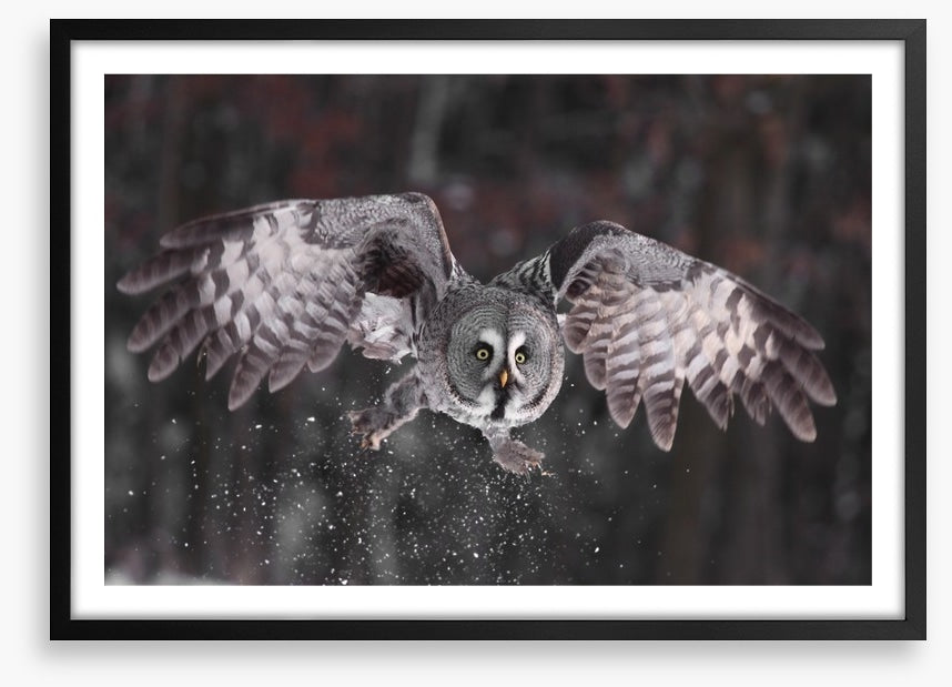 Great grey owl