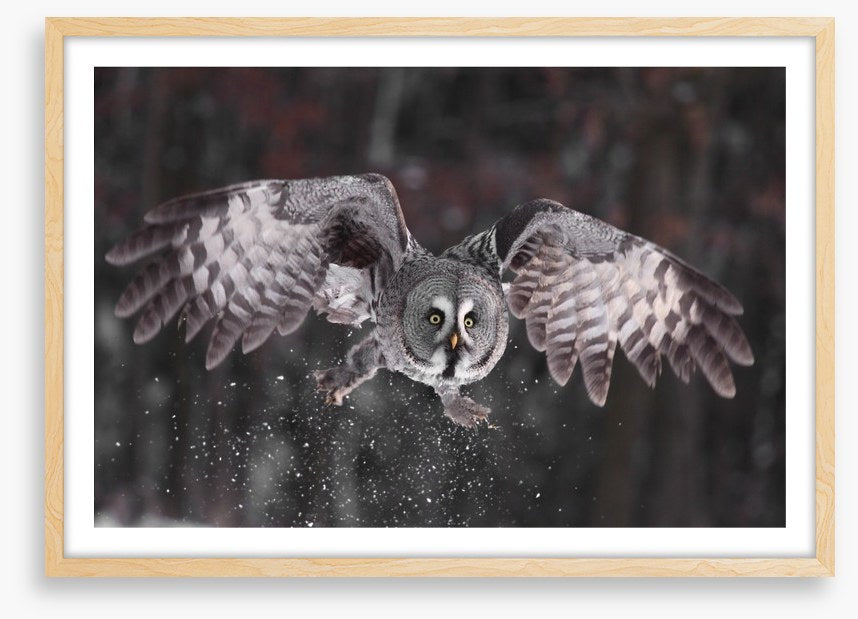 Great grey owl