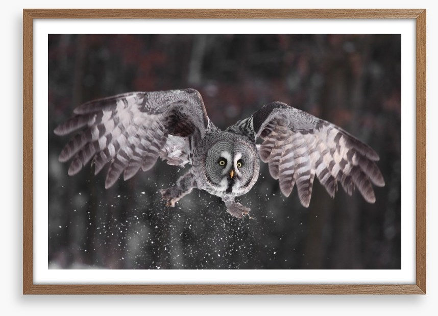 Great grey owl