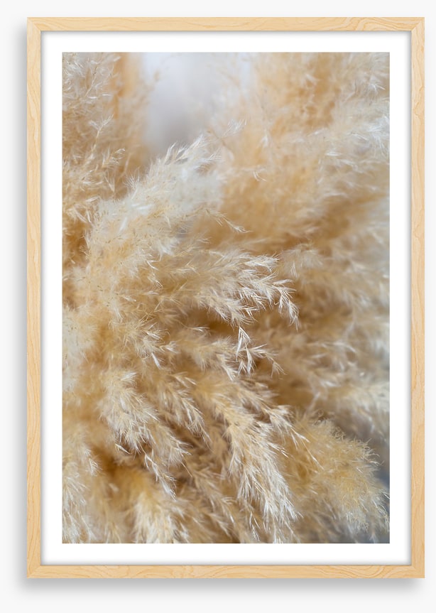 Puffy pampas