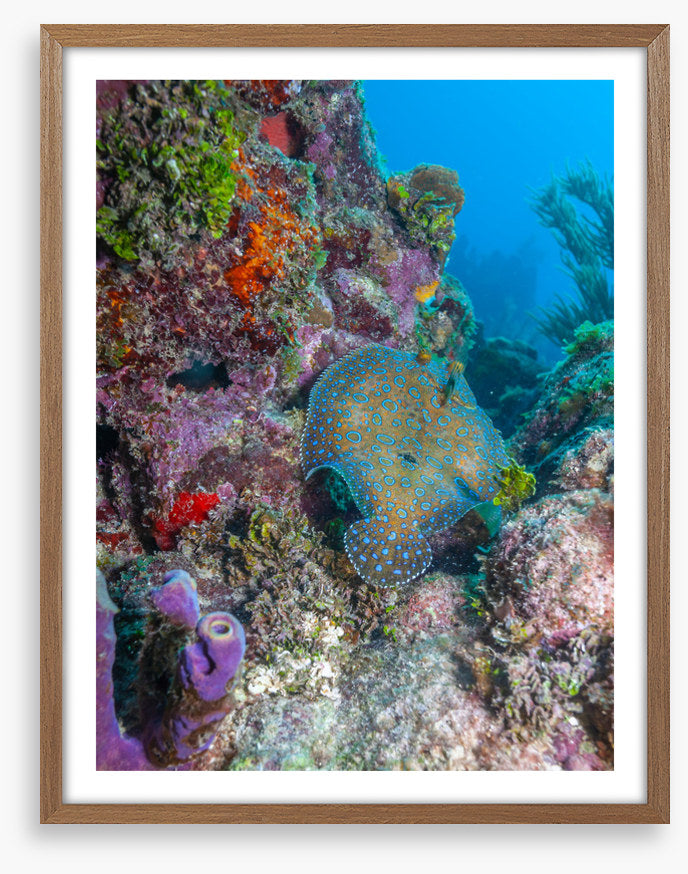 Peacock flounder reef