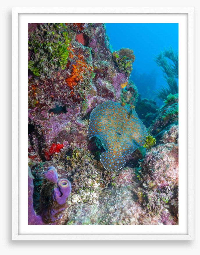 Peacock flounder reef