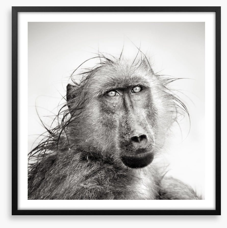 Baboon bath