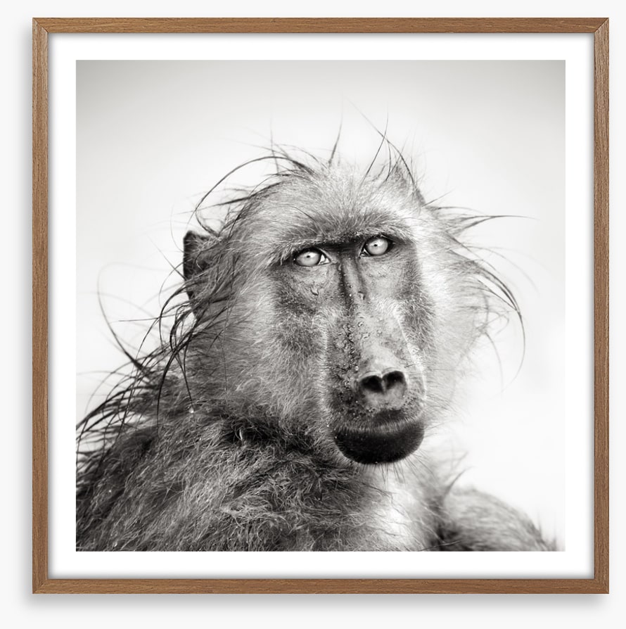 Baboon bath