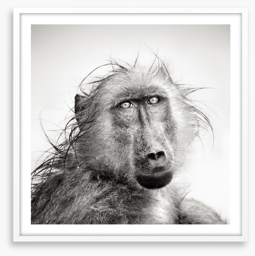 Baboon bath