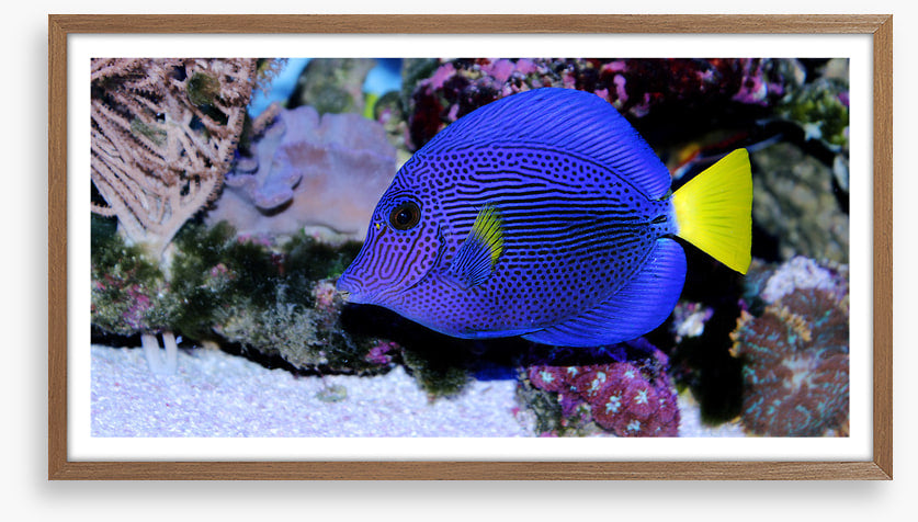 Yellowtail tang