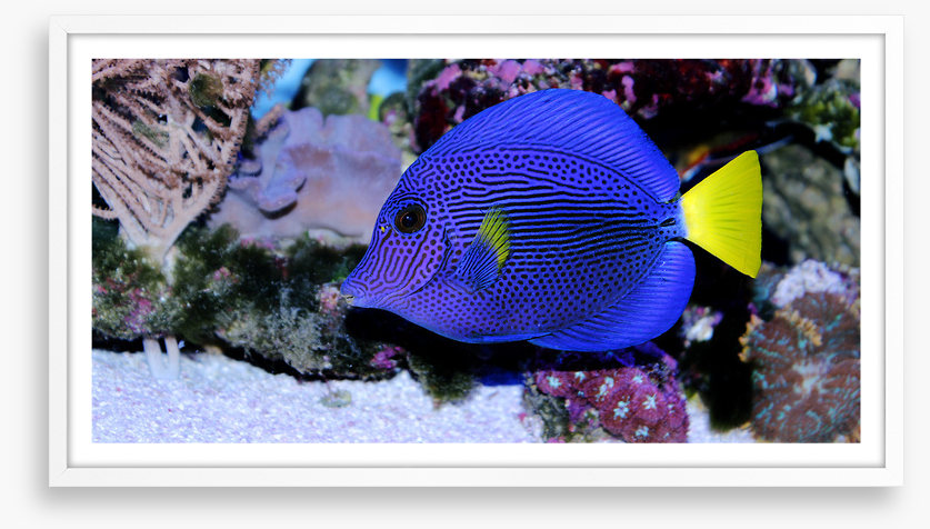 Yellowtail tang