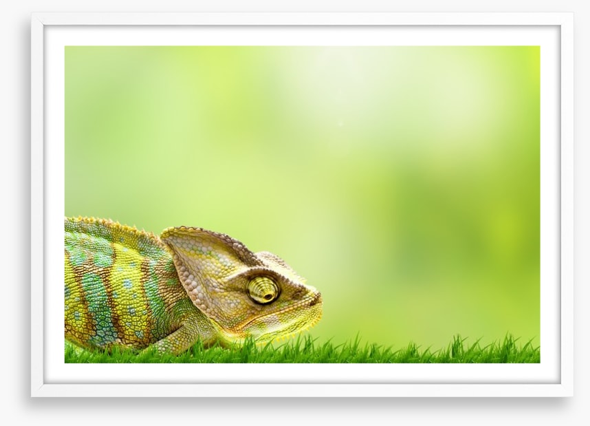 Chameleon crawl