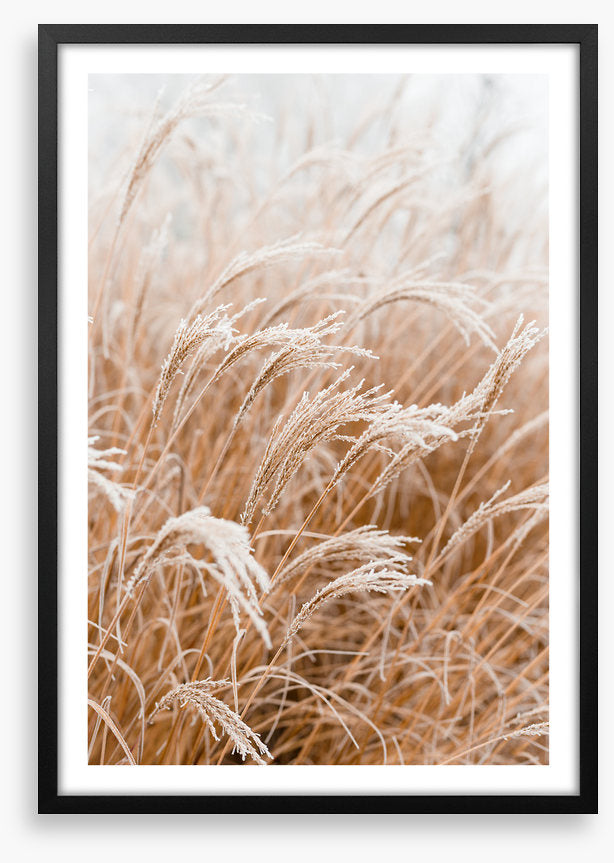Frosted pampas