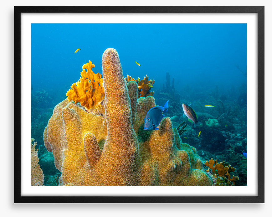 Yellow finger sponge