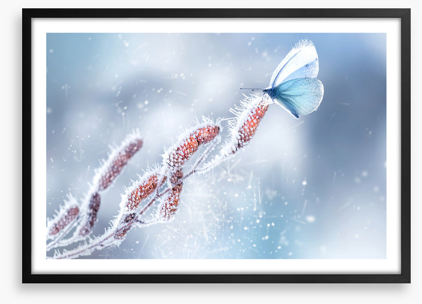Butterfly in the snow