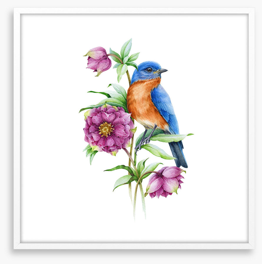 Birds