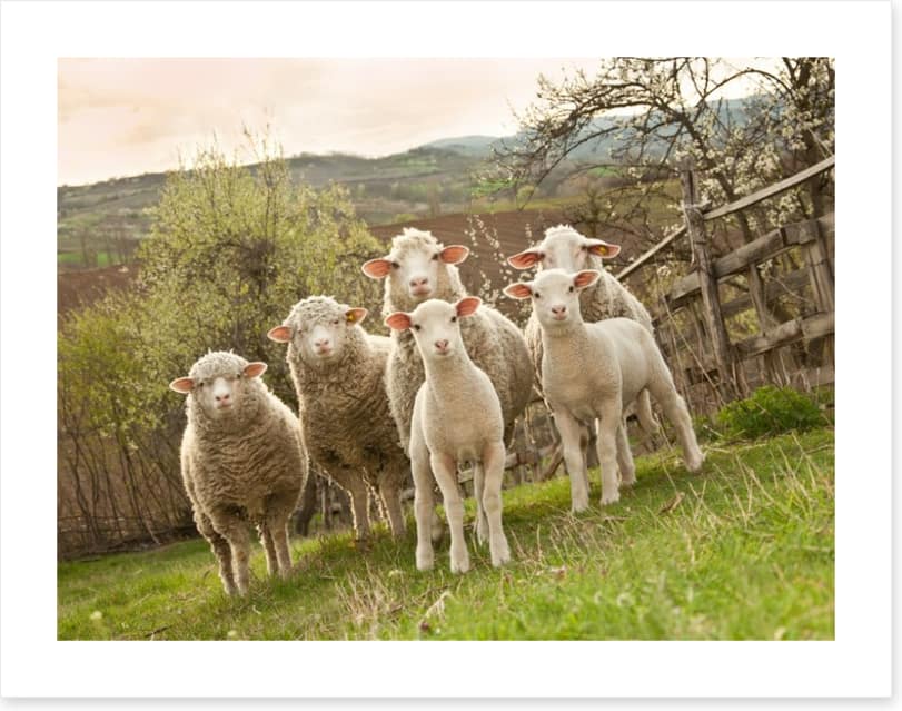 On pasture