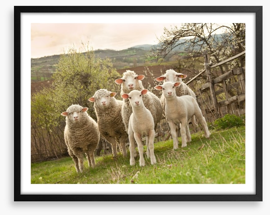 On pasture