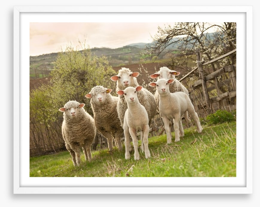 On pasture