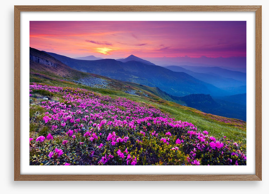 Mountain meadow sunrise