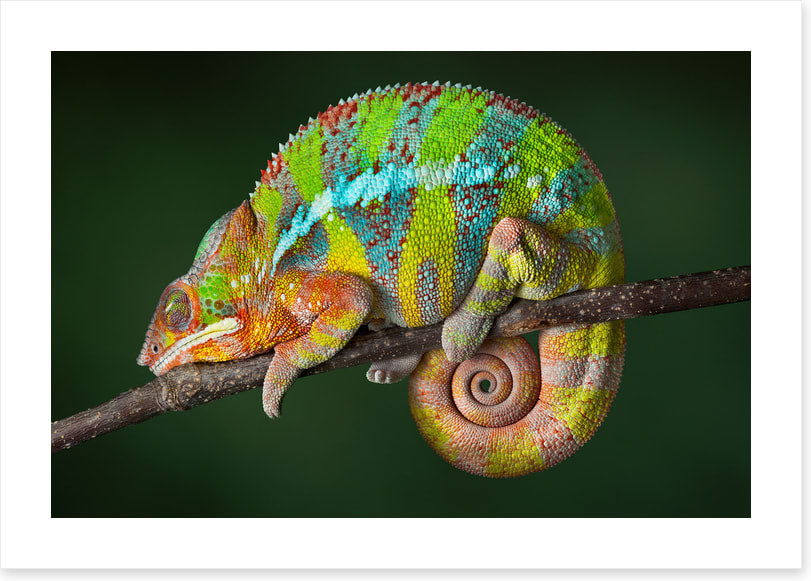 Chameleon snooze
