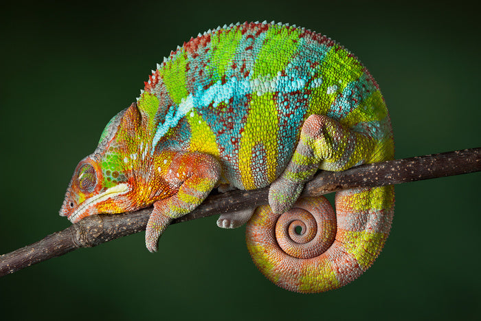 Chameleon snooze