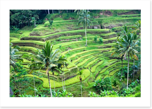 Rice terrace paddy, Bali