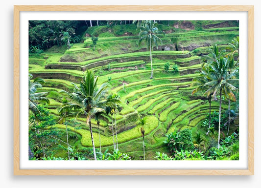 Rice terrace paddy, Bali