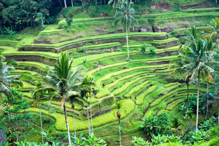 Rice terrace paddy, Bali
