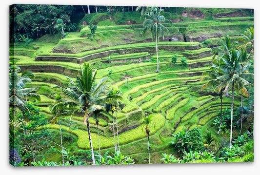 Rice terrace paddy, Bali