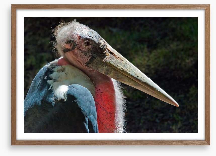Marabou stork