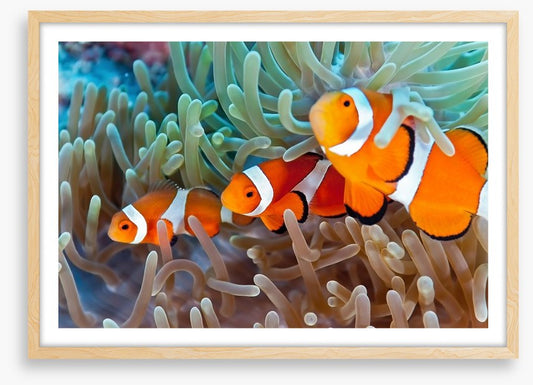 Clownfish in the coral