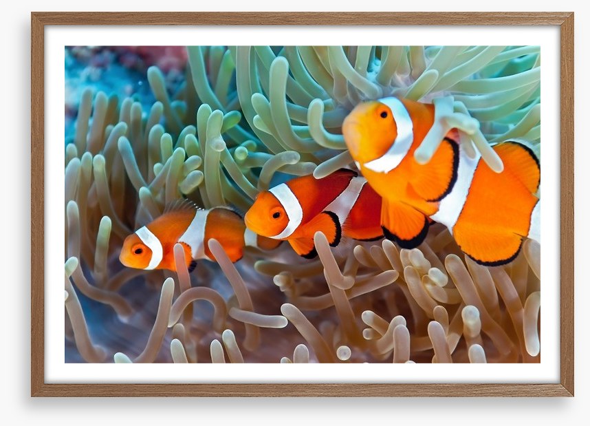 Clownfish in the coral