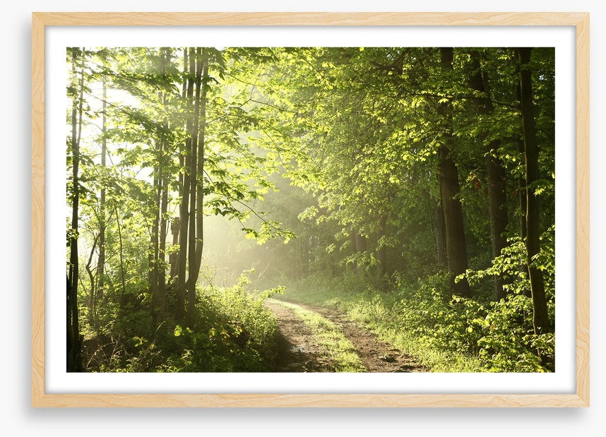 Road towards dawn