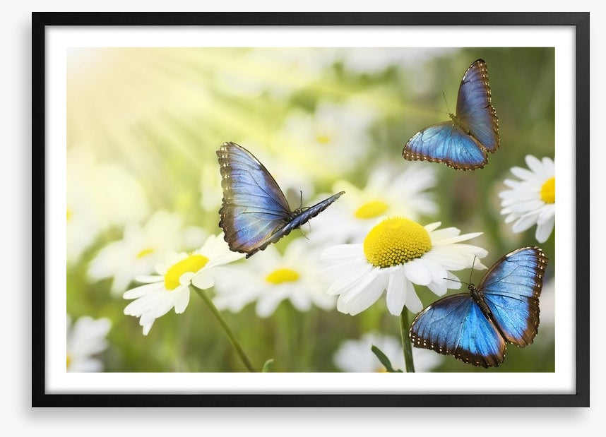Daisy blue butterflies