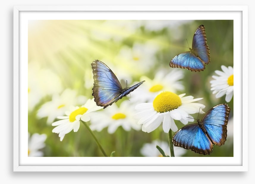 Daisy blue butterflies