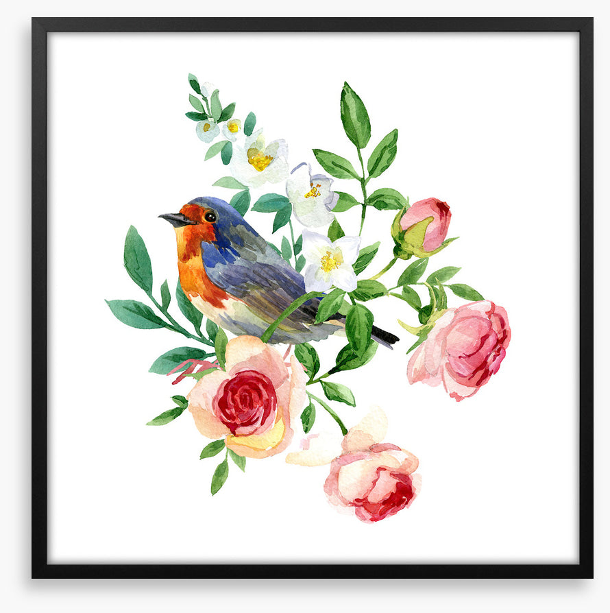 Birds