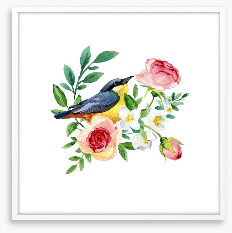 Birds