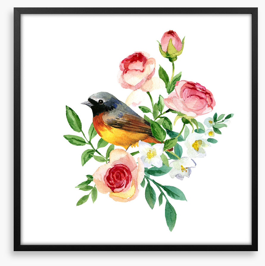Birds