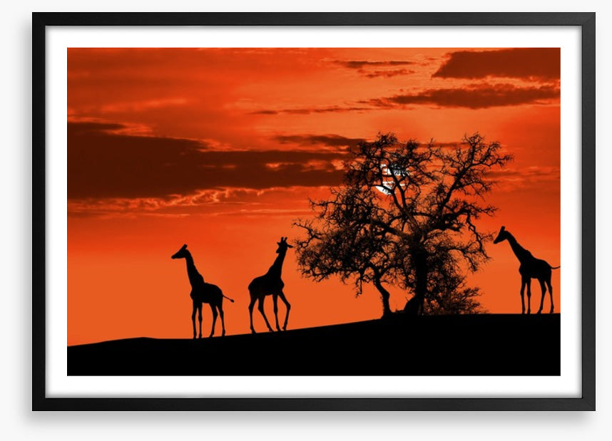 Savanna giraffe sunset