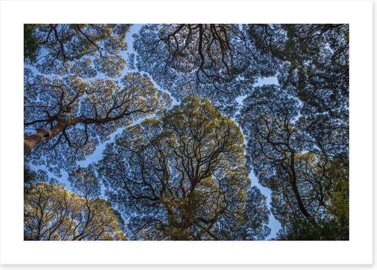 Leatherwood treescape