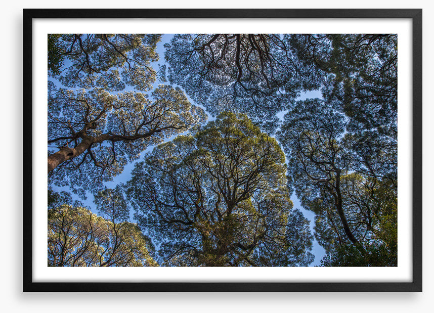 Leatherwood treescape