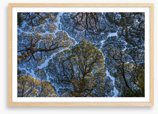 Leatherwood treescape