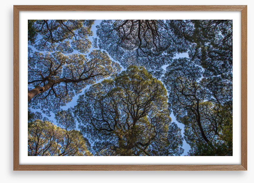 Leatherwood treescape