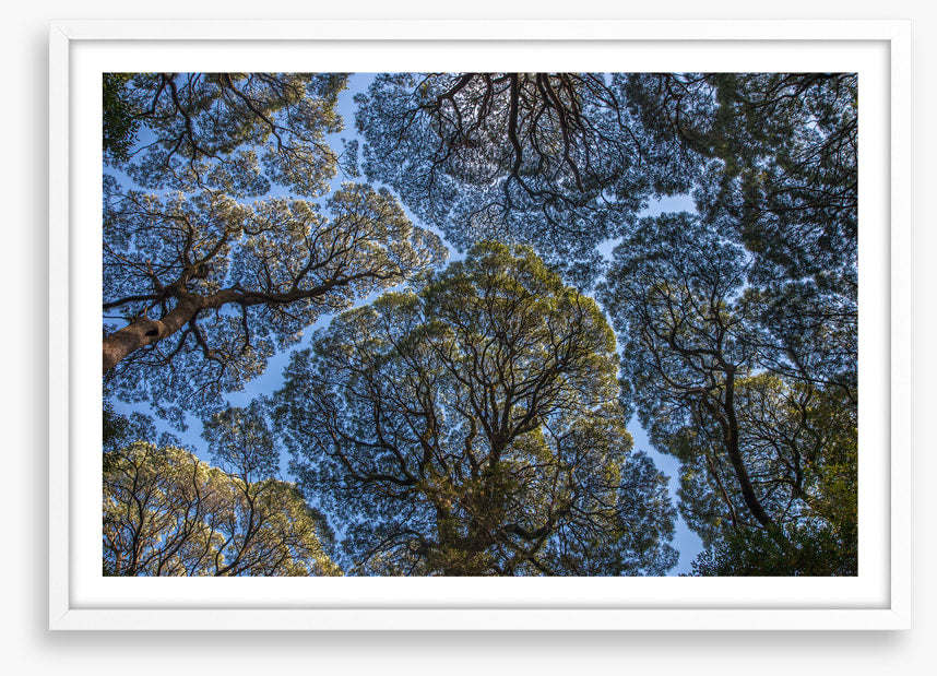 Leatherwood treescape