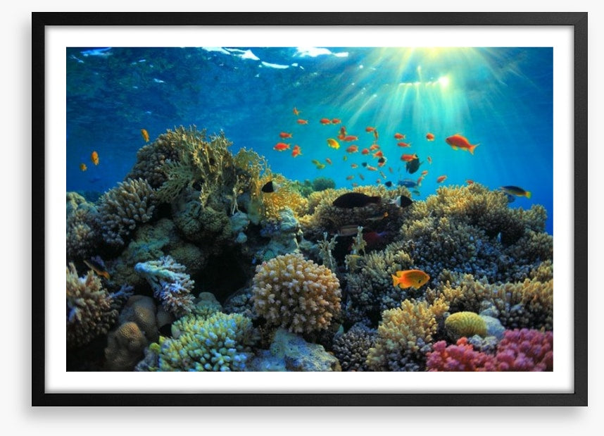 Reef sunbeam