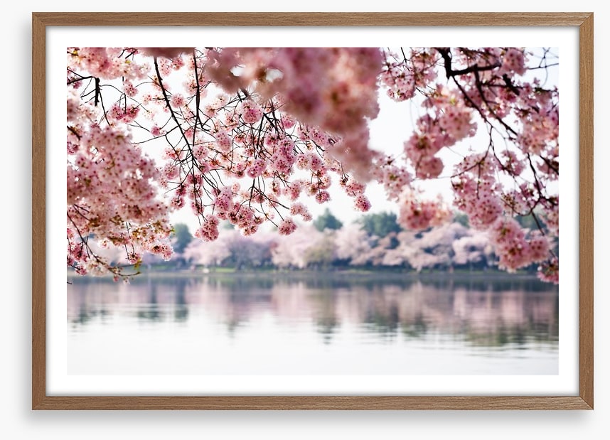 Cherry blossoms on the lake